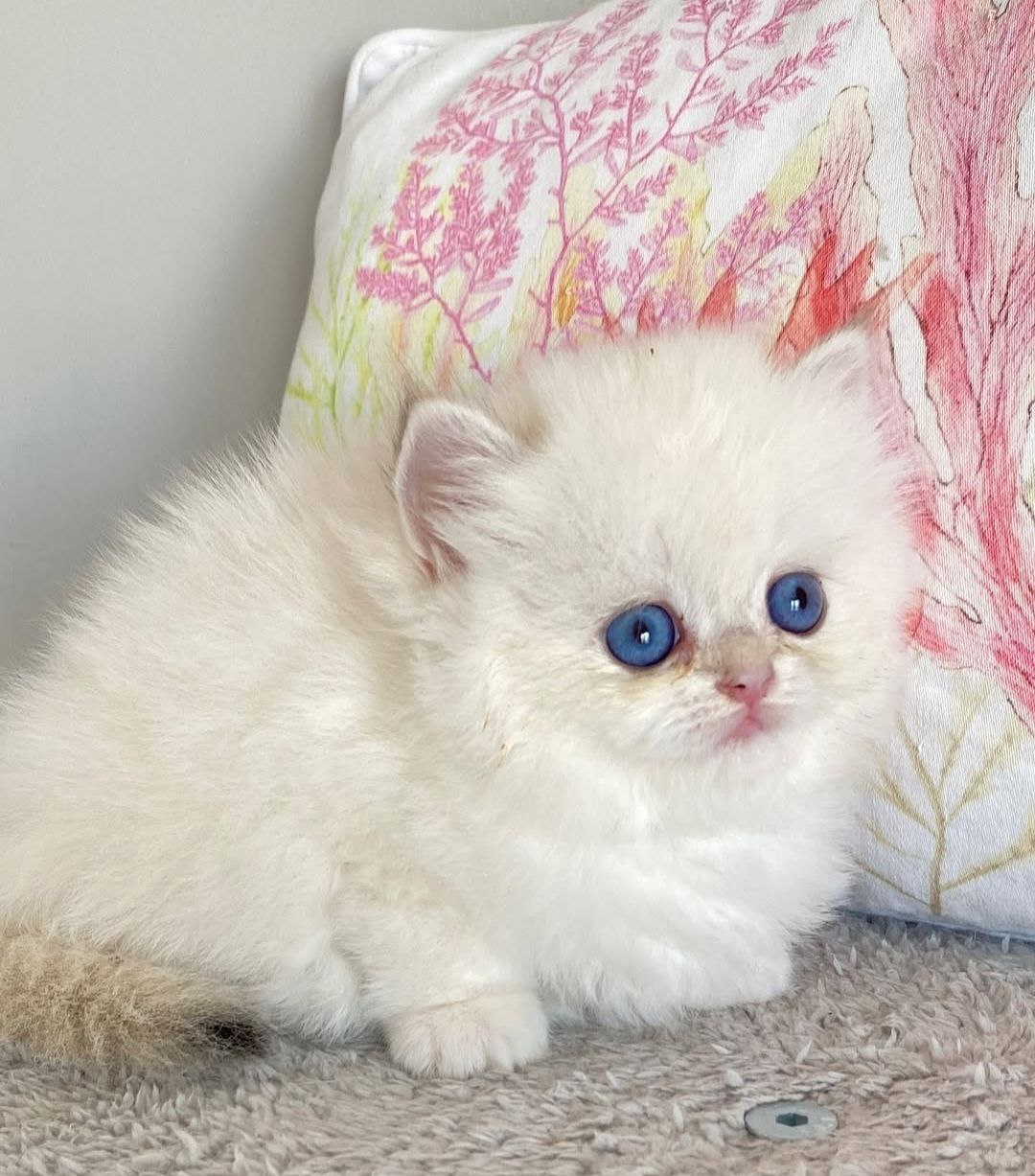 Goldie the British Longhair kitten